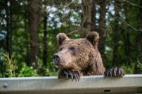 A brown bear on the side of the roadjpg A brown bear on the side of the road