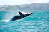 Massive humpback whale playing in water captured from Whale whatching boat. The marine giant is on its route from New Zealand to Australia Massive humpback whale playing in water captured from Whale whatching boat. The marine giant is on its route from New Zealand to Australia